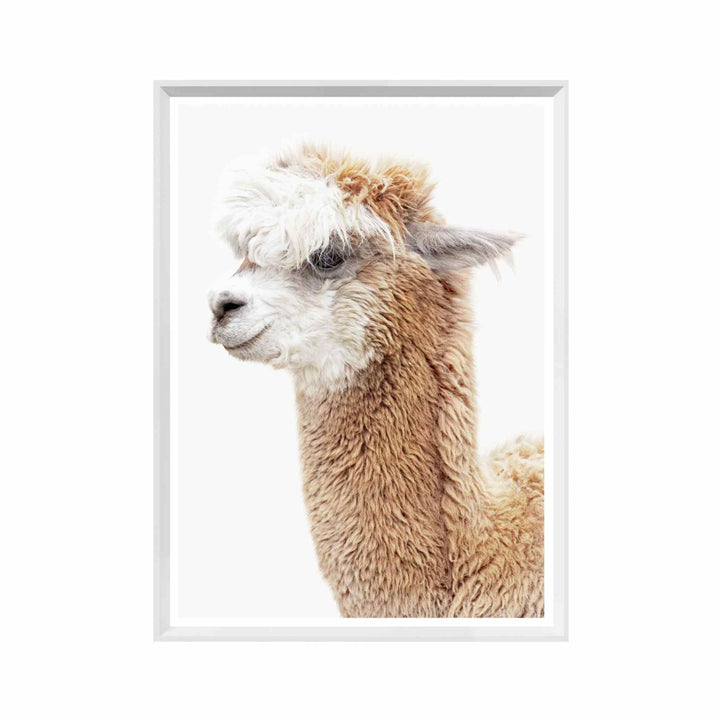 LLAMA PORTRAIT
