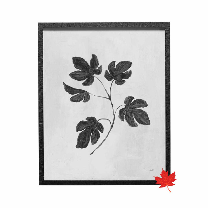 BOTANICAL STUDY COLLECTION