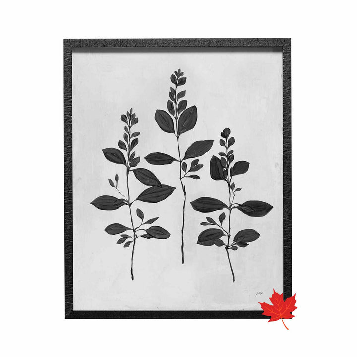 BOTANICAL STUDY COLLECTION