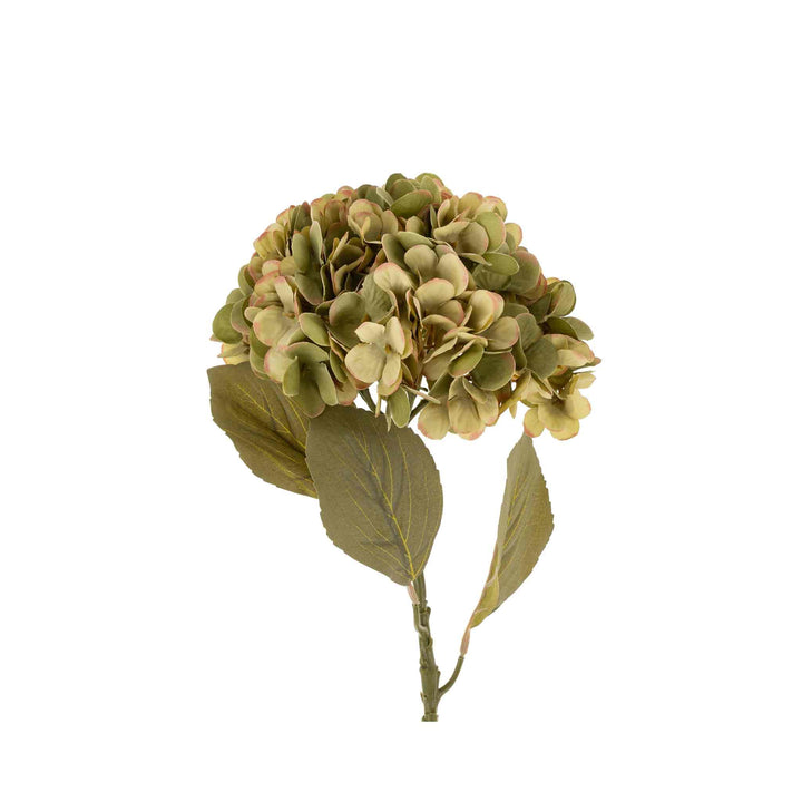 FADED HYDRANGEA STEM