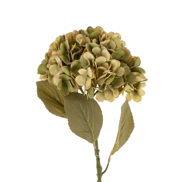FADED HYDRANGEA STEM
