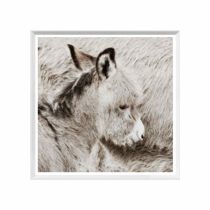 DONKEY FOAL, FRAMED ART