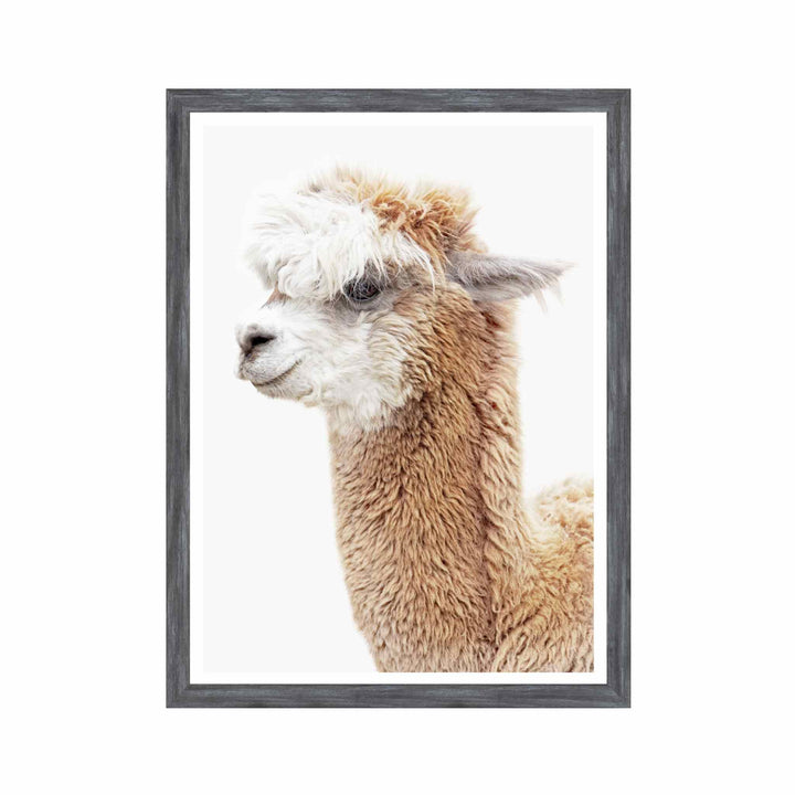 LLAMA PORTRAIT