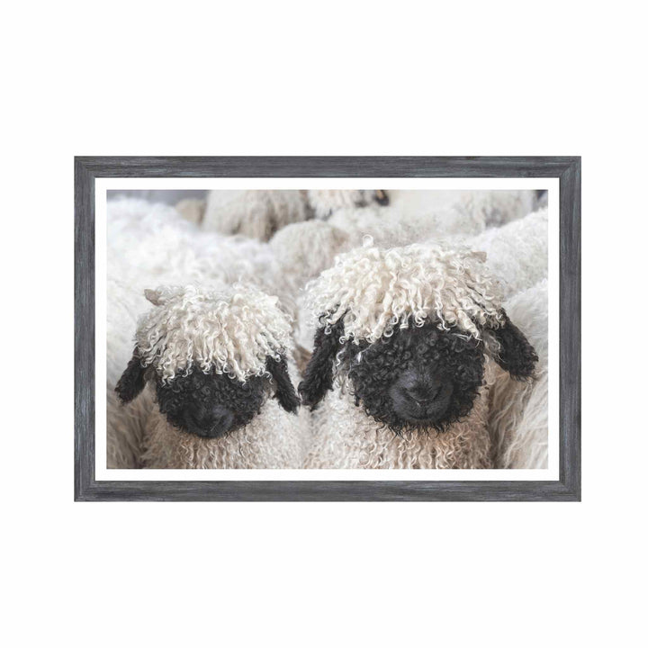 VALAIS BLACKNOSE SHEEP ART