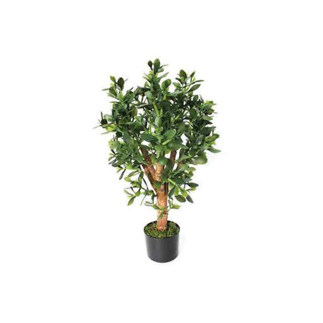 JADE PLANT, 32"