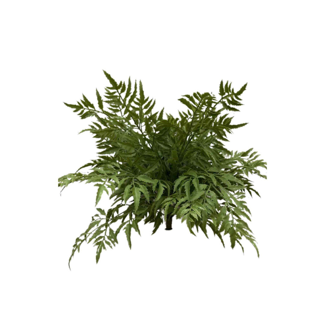 MING ARALTA BUSH