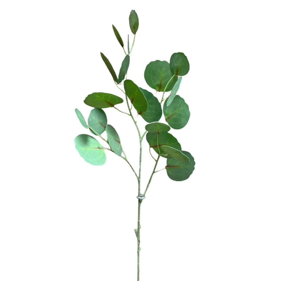 SILVER DOLLAR EUCALYPTUS, GREEN