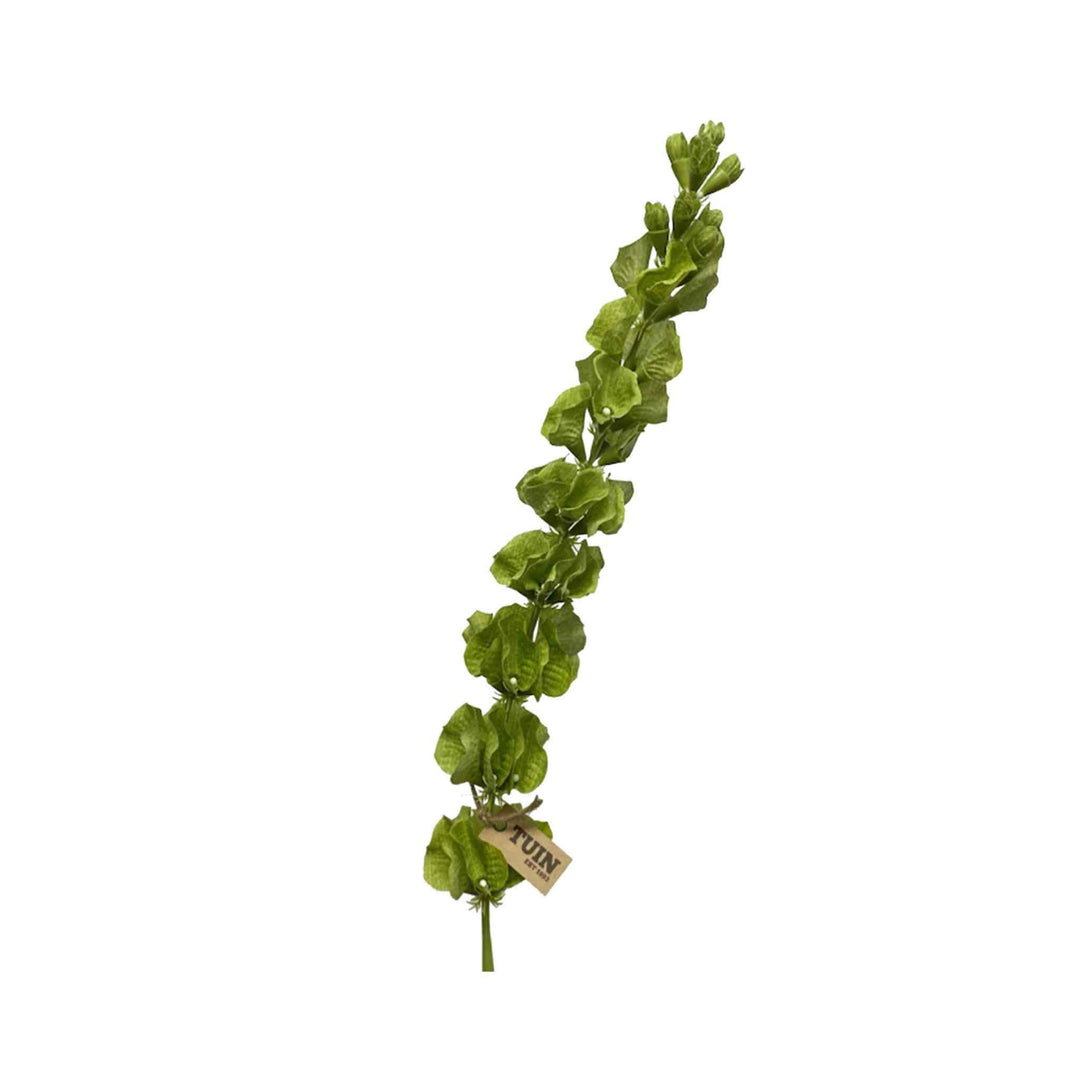 BELLS OF IRELAND, GREEN