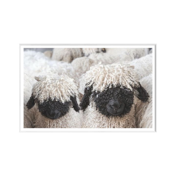 VALAIS BLACKNOSE SHEEP ART