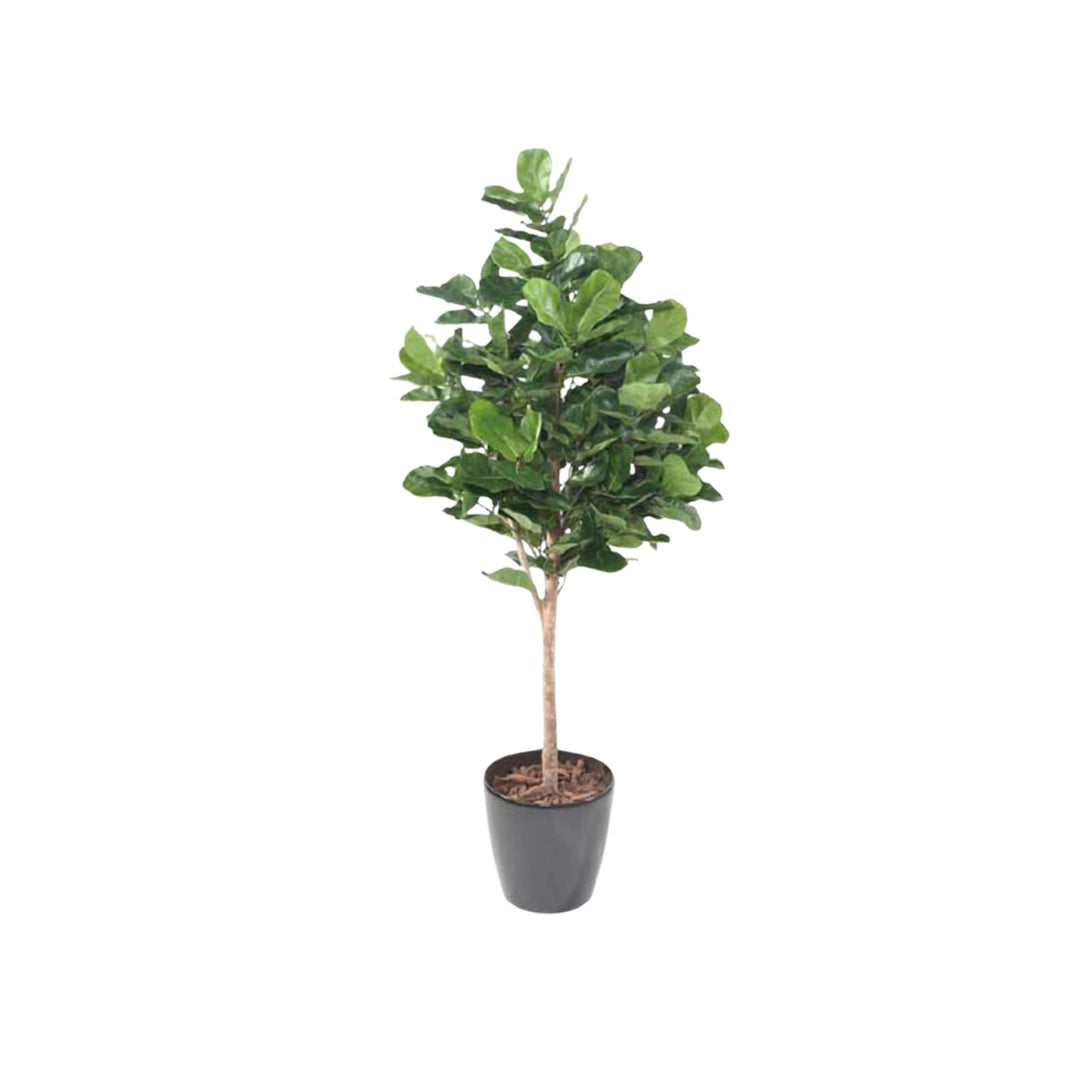 FIDDLE LEAF FIG TREE, 60"