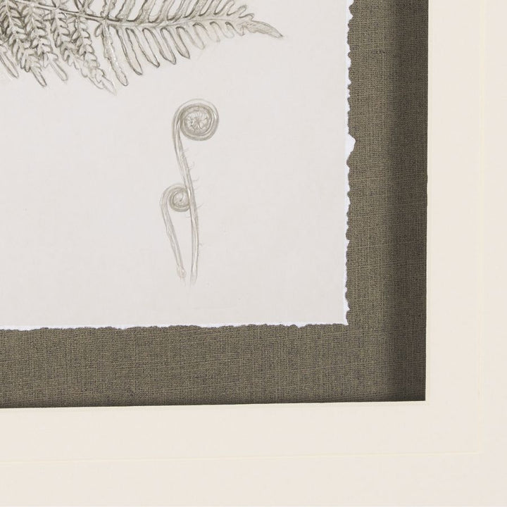 FERN STUDY COLLECTION, FRAMED ART