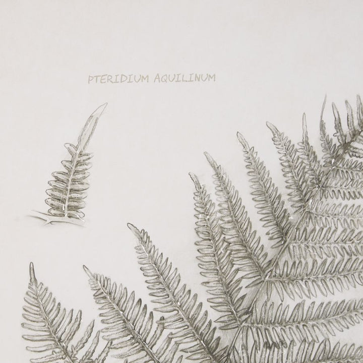 FERN STUDY COLLECTION, FRAMED ART