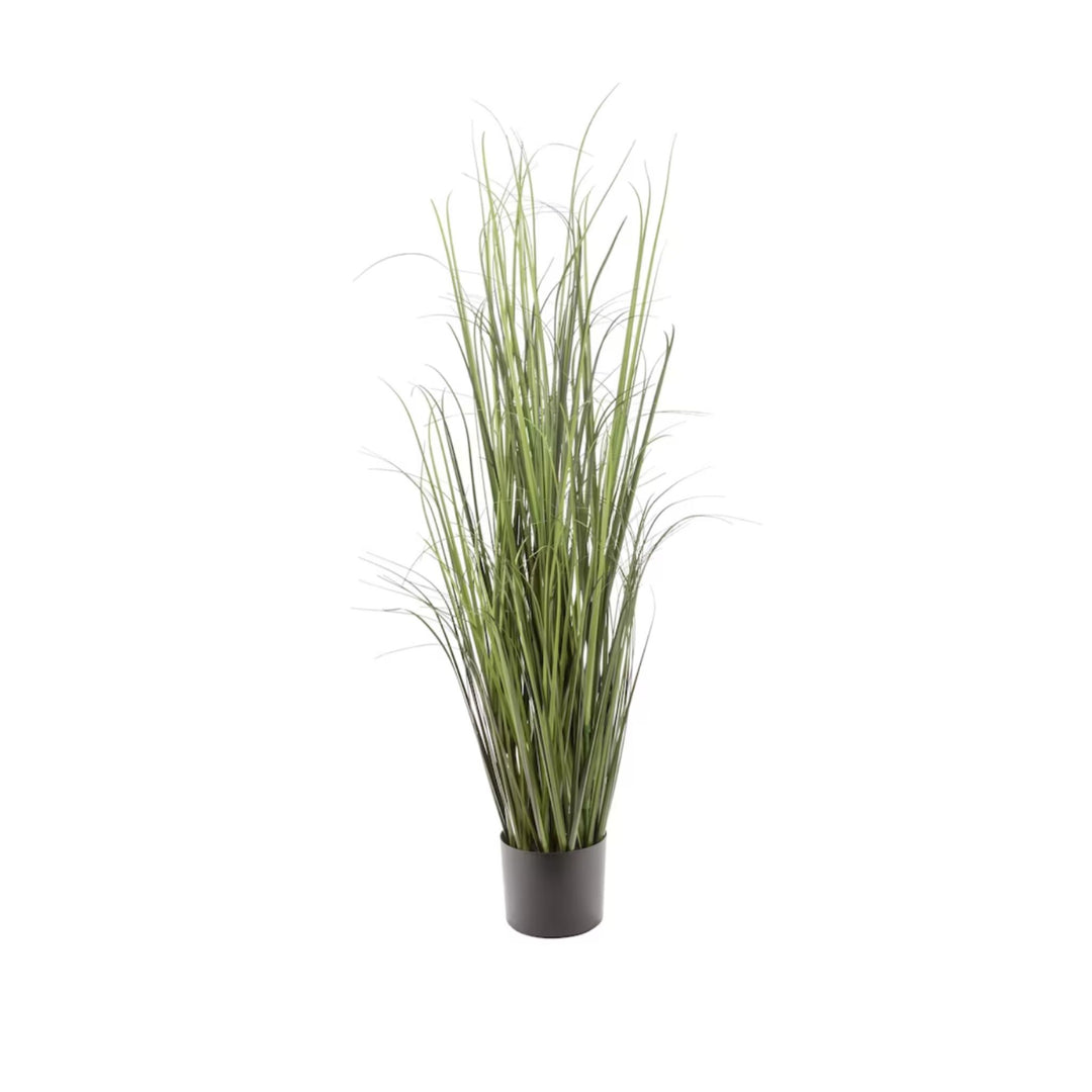 ONION GRASS, 5'