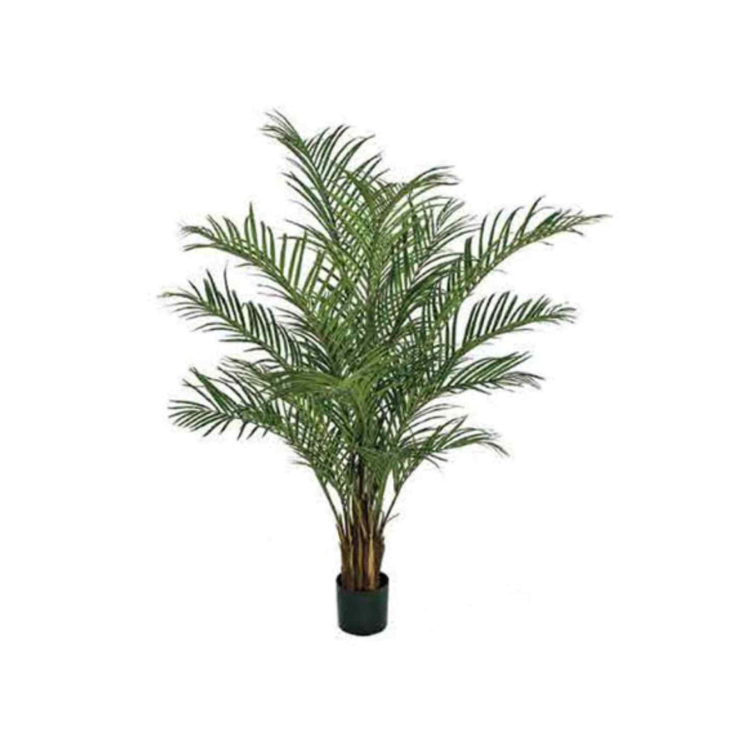 ARECA PALM, 60"