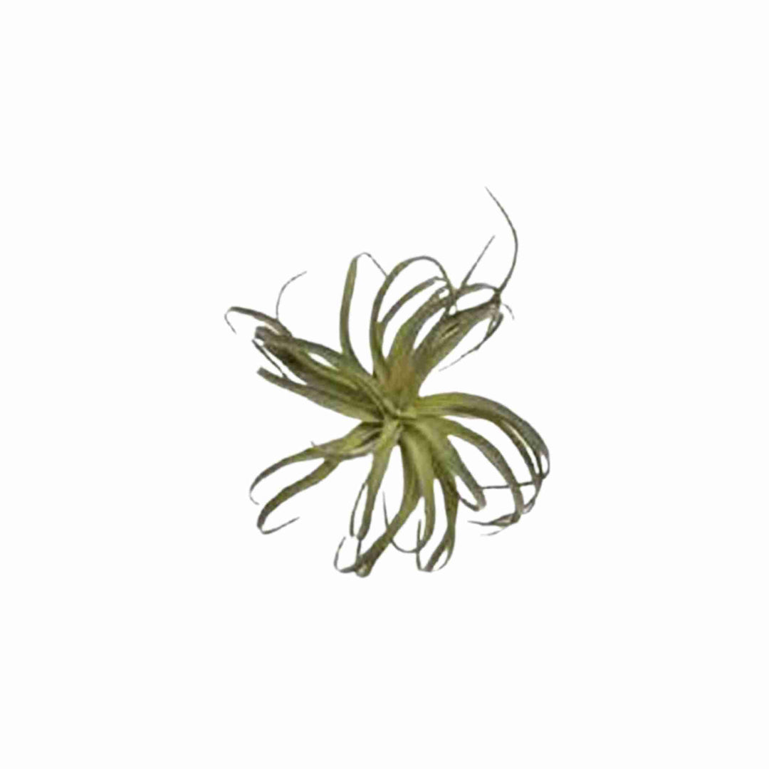 FAUX AIR GRASS, LARGE