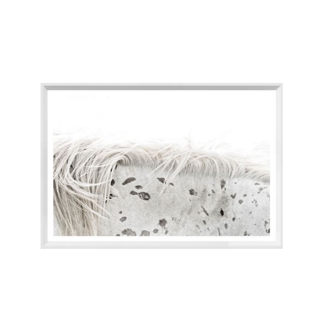 APPALOOSA, WHITE FRAME