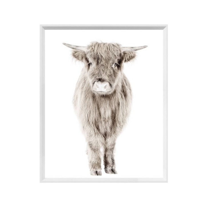 HIGHLAND CALF, MINI, WHITE FRAME