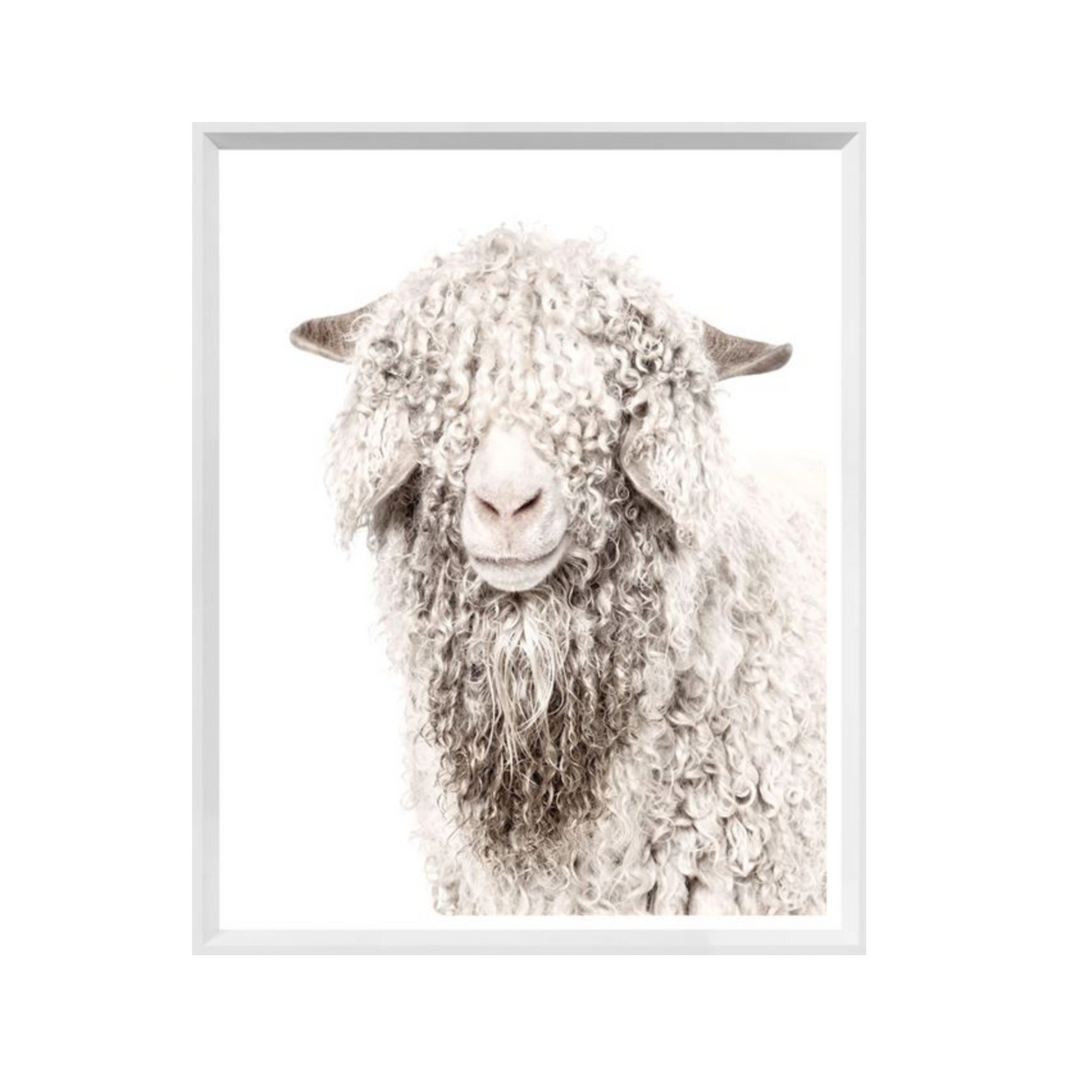 ANGORA GOAT, MINI, WHITE FRAME