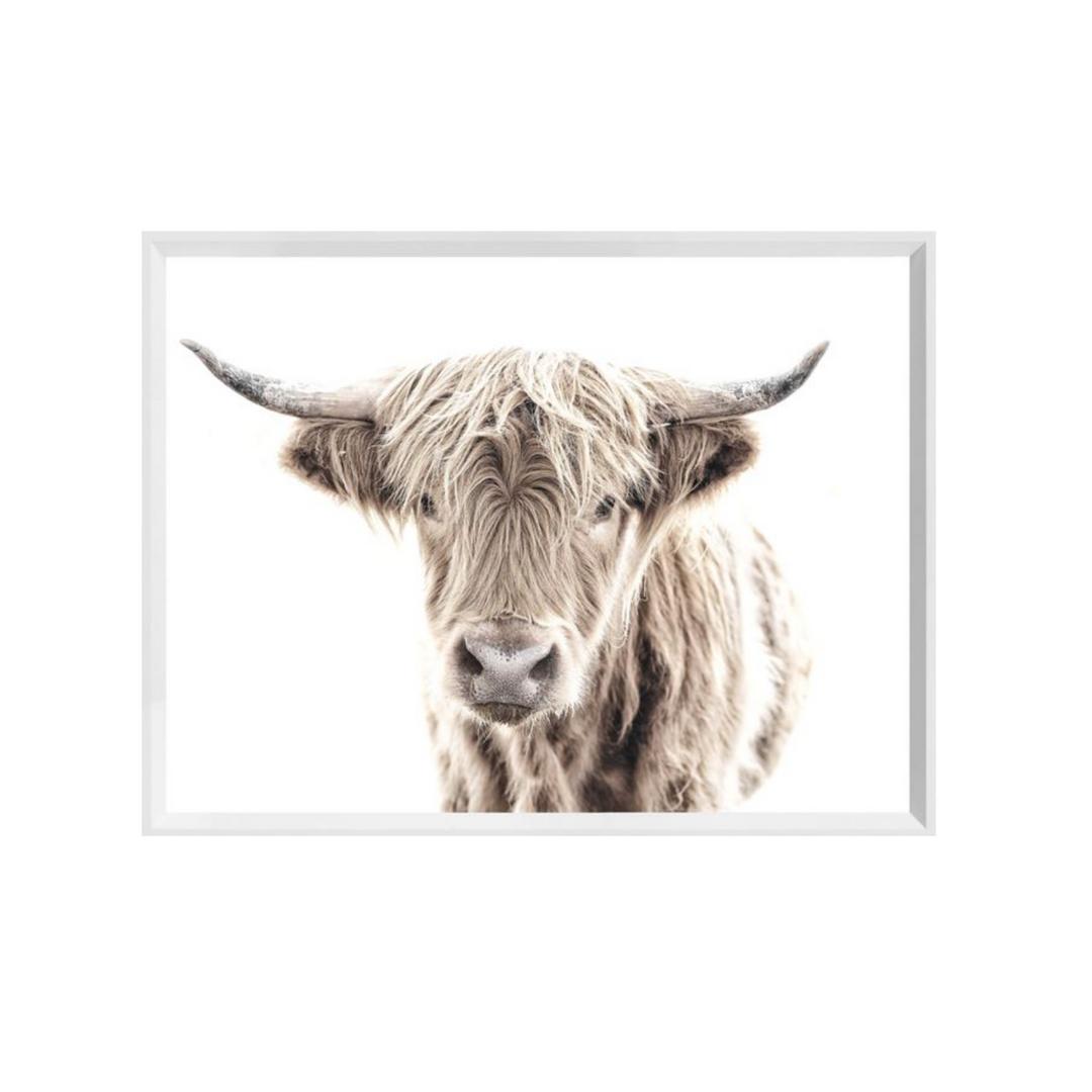 HIGHLAND COW, MINI, WHITE FRAME