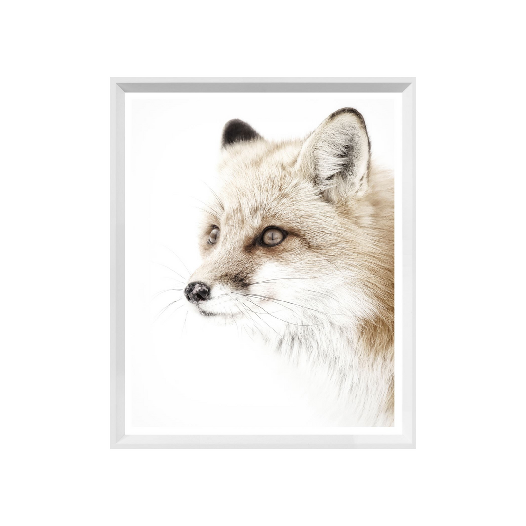 RED FOX, MINI, WHITE FRAME