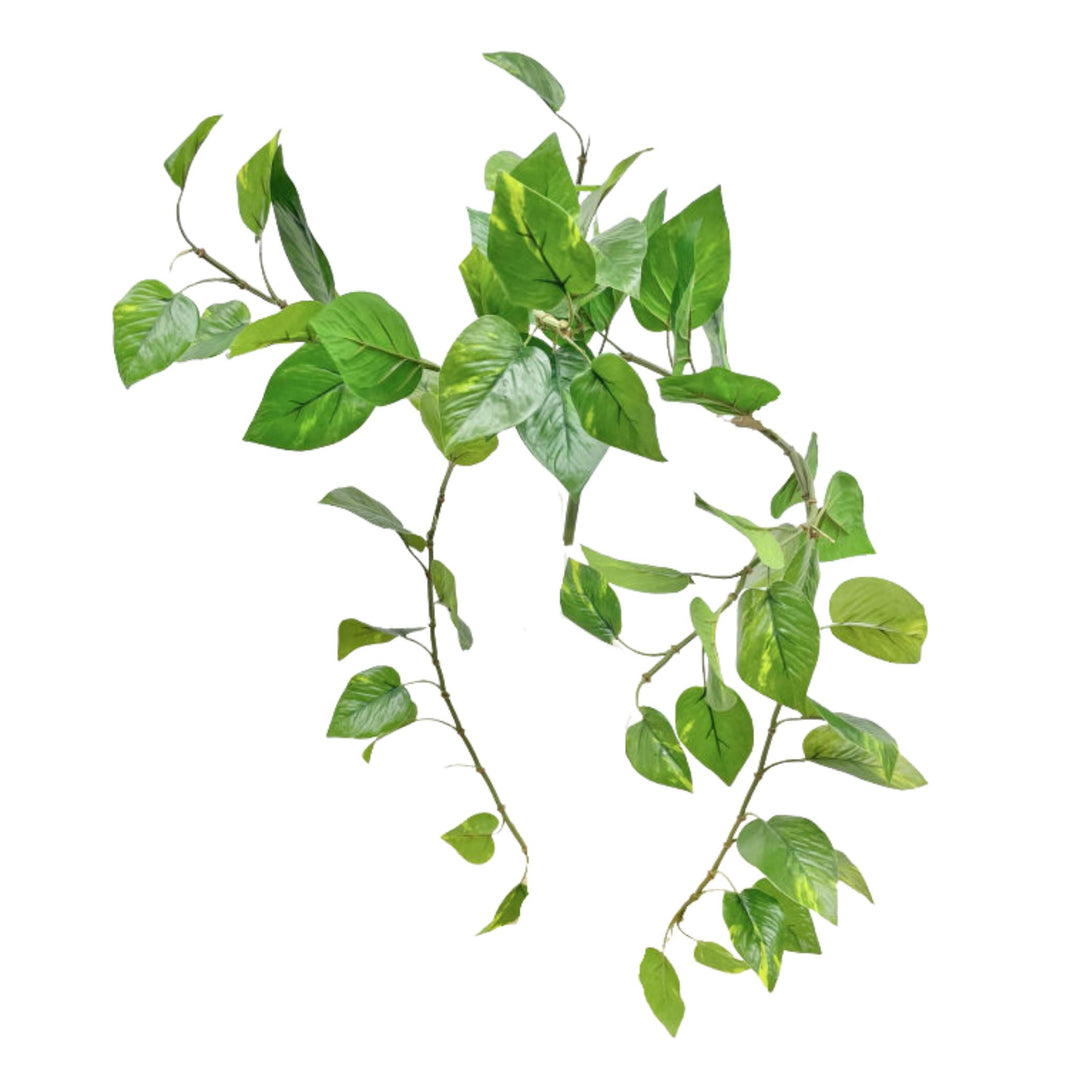 POTHOS HANGING BUSH, GREEN, 32"