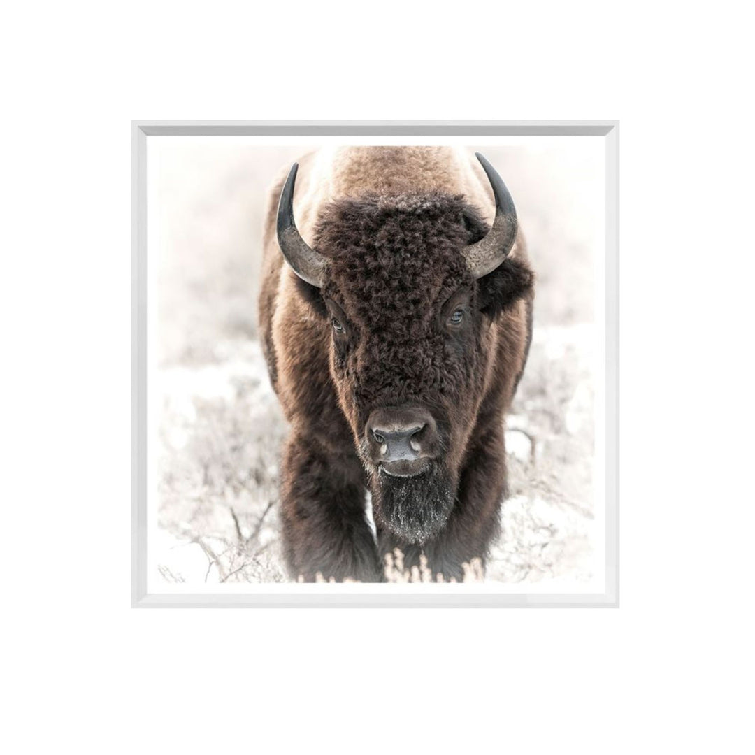 BISON IN THE TETONS, FRAMED ART