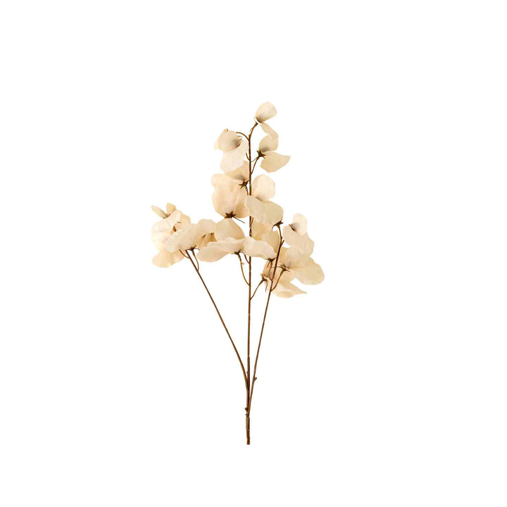 SWEET PEA STEM