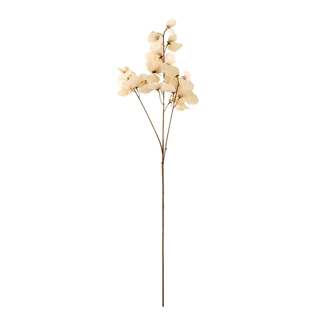 SWEET PEA STEM