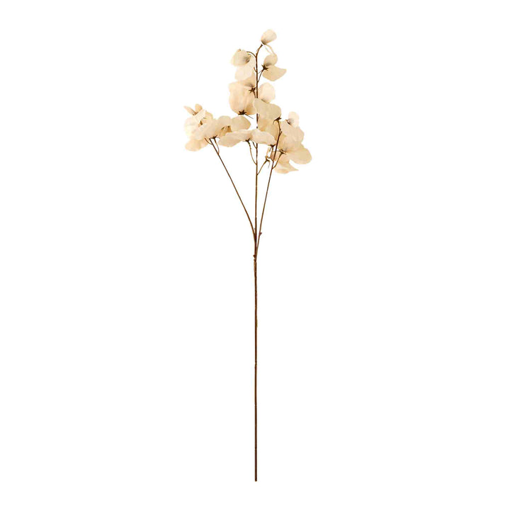 SWEET PEA STEM