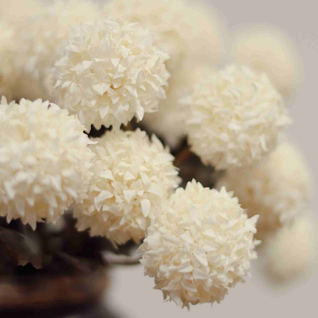 MORANDI BLOOM BOUQUET, CREAM