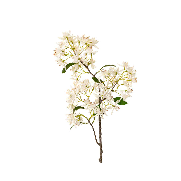 STAR MAGNOLIA BRANCH