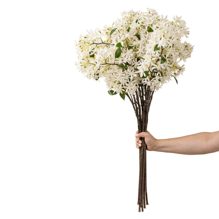 STAR MAGNOLIA BRANCH