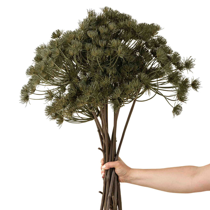 WILD ANGELICA STEM, GREEN