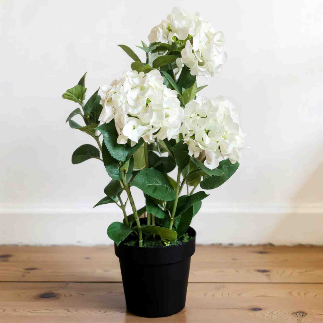 POTTED WHITE HYDRANGEA