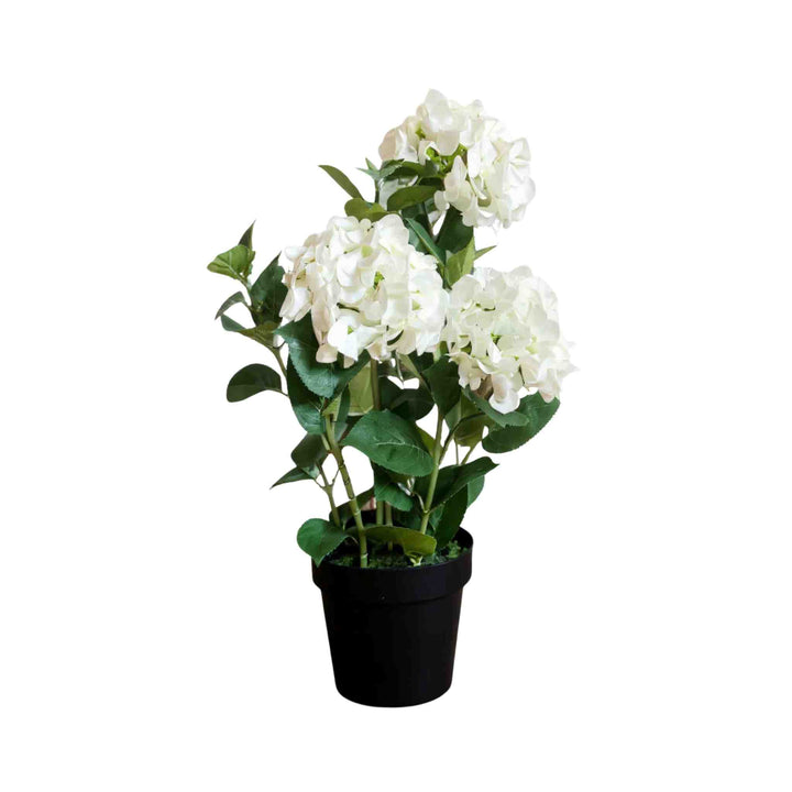 POTTED WHITE HYDRANGEA