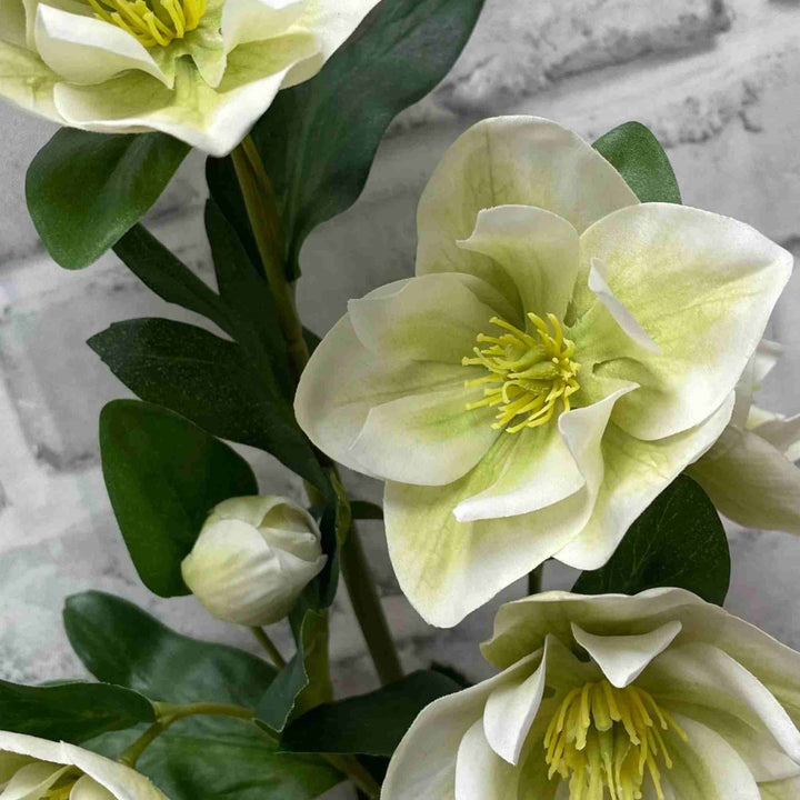HELLEBORES SPRAY