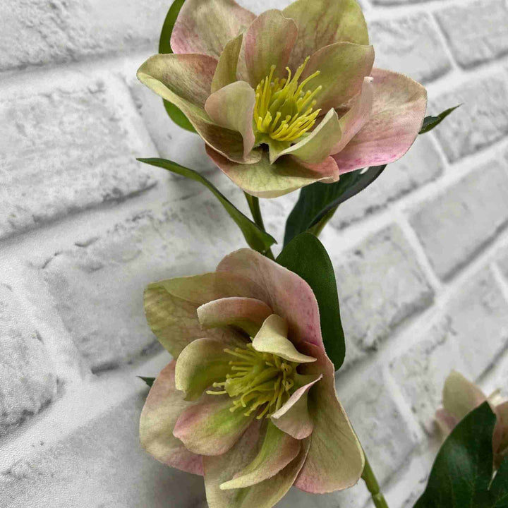 HELLEBORES SPRAY