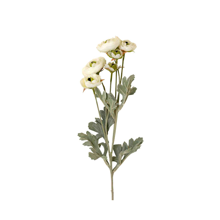 RANUNCULUS SPRAY, WHITE