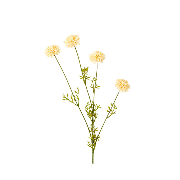 MINI CHRYSANTHEMUM, CREAM