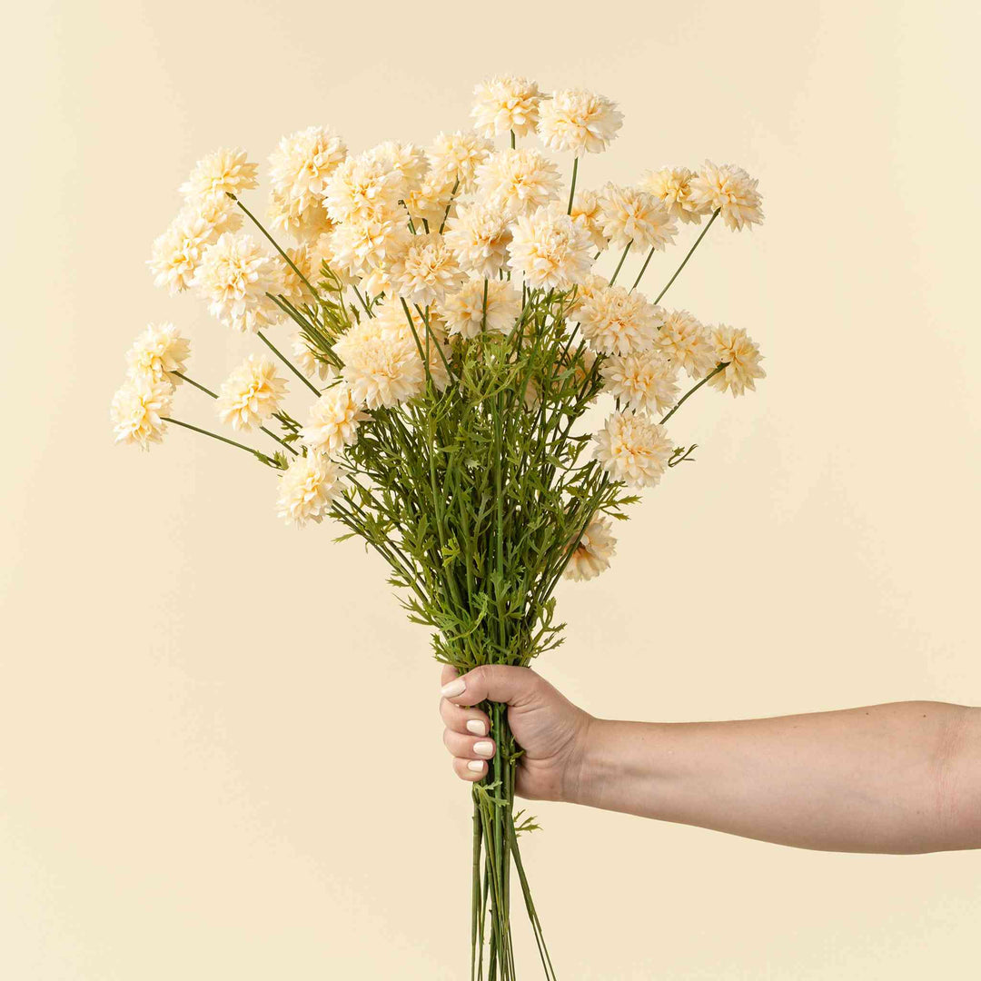 MINI CHRYSANTHEMUM, CREAM