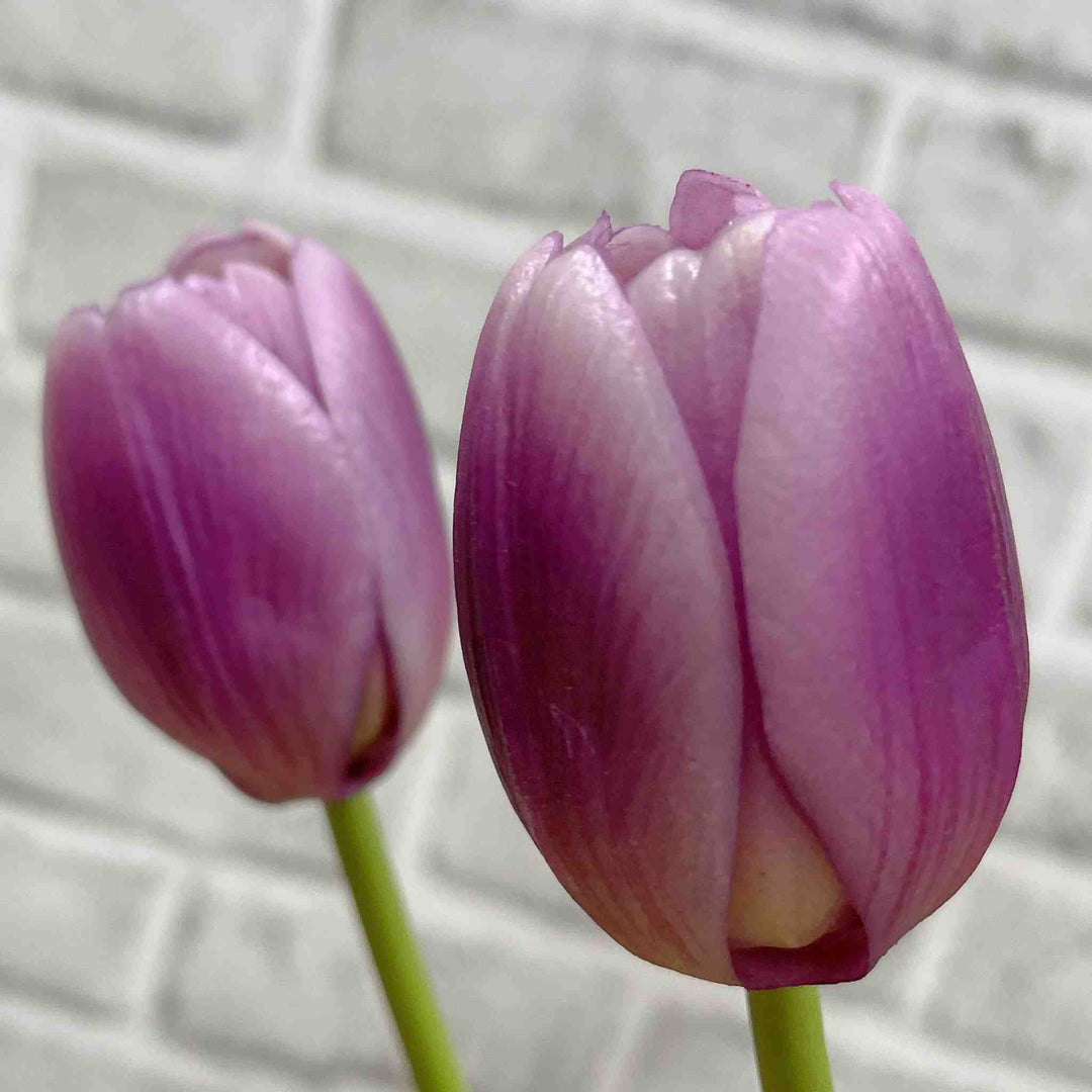TULIP BUNDLE, LAVENDER WHITE