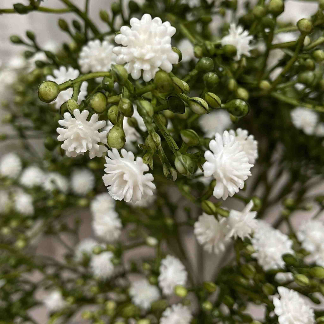 GYPSOPHILA BUSH, WHITE