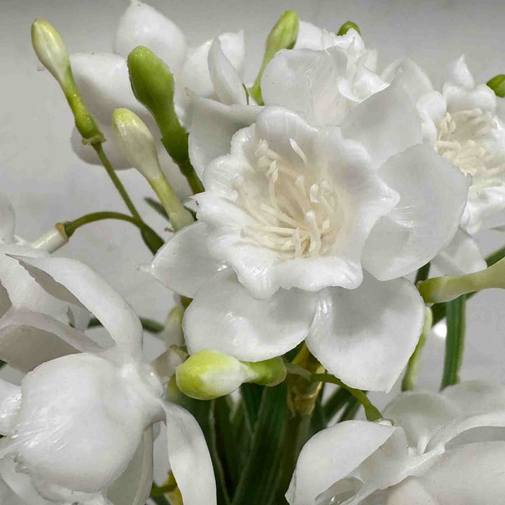 WHITE PAPERWHITE BUNDLE