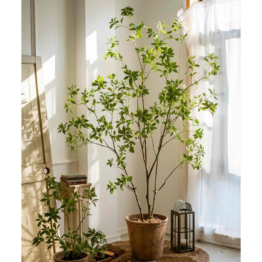 JAPANESE ENKIANTHUS TREE