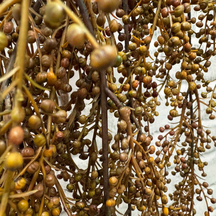 HANGING PEPPERBERRIES, BROWN