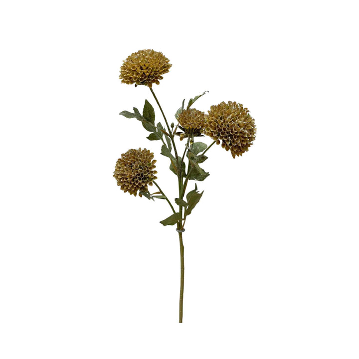 BROWN GREEN SCABIOUS SPRAY