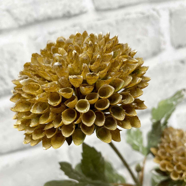 BROWN GREEN SCABIOUS SPRAY