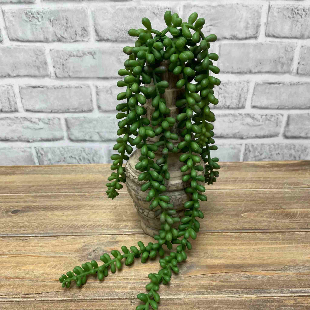 JELLY BEAN SUCCULENT STEM