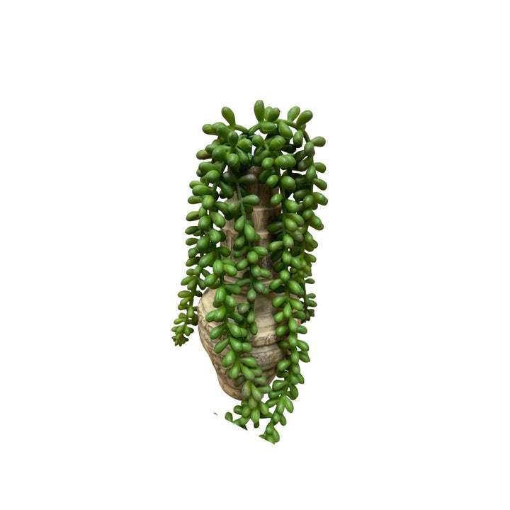 JELLY BEAN SUCCULENT STEM