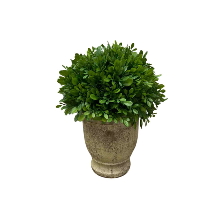 BOXWOOD IN CEMENT POT